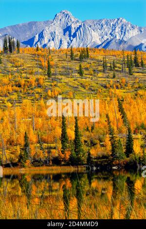 Una bella scena autunnale degli alberi lungo la riva Di Sincline Ridge che si riflette nelle acque del lago Talbot Nel Parco Nazionale di Jasper in Alberta CA Foto Stock