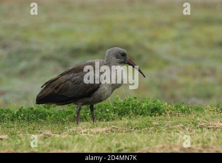L'hadada ibis (Bostrychia hagedash), chiamato anche hadeda Foto Stock