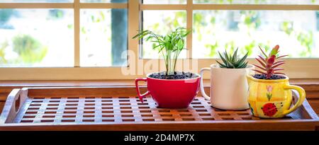 Piante di casa coltivate in tazza riciclata, caraffa e tea pot esposto in una finestra soleggiata, riciclare, riutilizzare, up ciclo per la vita sostenibile e il giardinaggio Foto Stock