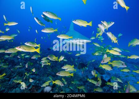 Squalo di sabbia, Carcharhinus plumbeus, con copepod parassita dietro l'occhio, nuota attraverso la scuola di dentice bluestripe, Lutjanus kasmira, Honokohau, Kona Foto Stock