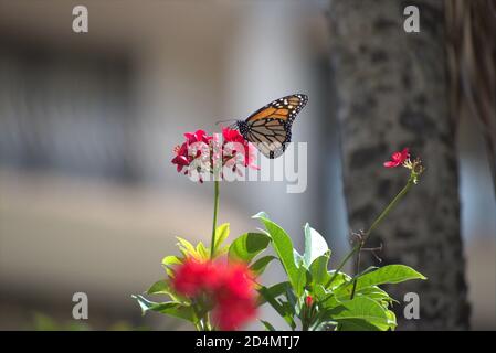 farfalla colorata che vola intorno a un fiore in giardino Foto Stock