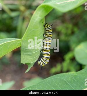 Monarch Butterfly Caterpillar (Danaus Plexippus) presso lo stabilimento di Milkweed Foto Stock