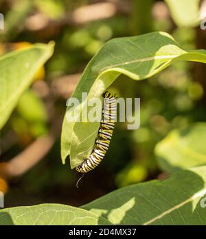 Monarch Butterfly Caterpillar (Danaus Plexippus) presso lo stabilimento di Milkweed Foto Stock