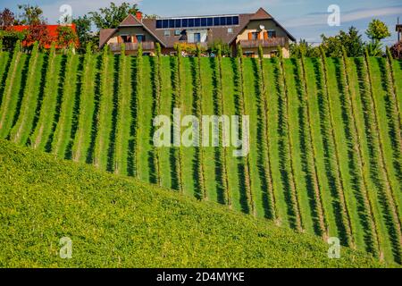 Vigneti lungo la strada del vino della Stiria meridionale, una regione incantevole al confine tra Austria e Slovenia con verdi colline, vigneti, pittoresco Foto Stock