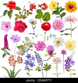 Set di fiori diversi isolati su sfondo bianco Foto Stock