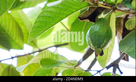 Primo piano di giovani frutti di guava sull'albero Foto Stock