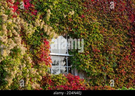 Parthenocissus tricuspidata, Boston Ivy / Japanese Creeper intorno alle finestre di una casa a Biddestone, Cotswolds, Wiltshire, Inghilterra. Foto Stock