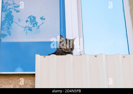 grande gatto grigio siede sul balcone vicino alla finestra. Il gatto guarda nella macchina fotografica e respira aria fresca. Foto Stock