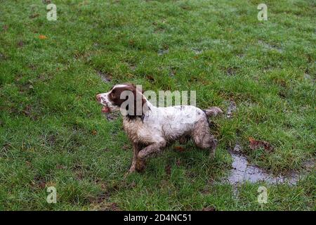 Spaniel cane pistola seguendo il sentiero di colpo uccello 4 Foto Stock