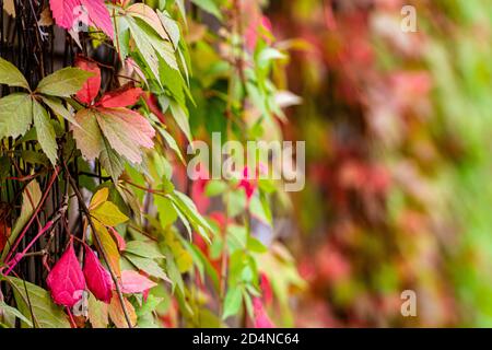 Background autunnale con Parthenocissus tricuspidata comunemente chiamato Boston Ivy, fuoco selettivo Foto Stock