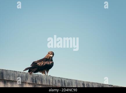 Black Kite seduto su un edificio contro il cielo blu Foto Stock