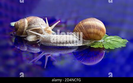 Primo piano di due lumache isolate su un blu brillante superficie Foto Stock