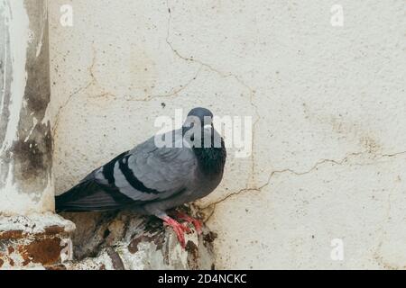 piccione di roccia seduto su un muro Foto Stock