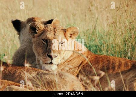 Leonessa seduta in erba savana nella Riserva Nazionale Masai Mara, Kenya Foto Stock