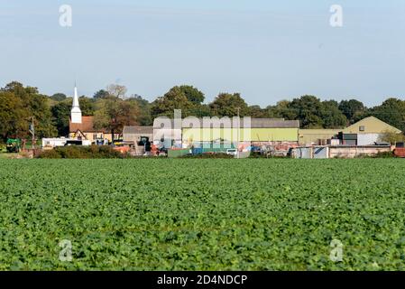 St Mary la chiesa Vergine, dietro i terreni agricoli e gli edifici agricoli a Hawkwell, Rochford, vicino Southend, Essex, Regno Unito. Agricoltura, raccolti Foto Stock