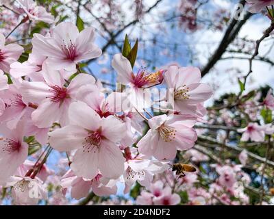 (201010) -- AUCKLAND, 10 ottobre 2020 (Xinhua) -- questa foto non datata mostra un'ape sulla fioritura dei ciliegi nei sobborghi di Auckland, Nuova Zelanda. Mentre la primavera si avvicina all'emisfero meridionale, gli apicoltori si stanno impegnando per la nuova stagione di raccolta del miele in Nuova Zelanda. (Foto di Chen Zhaowei/Xinhua) Foto Stock