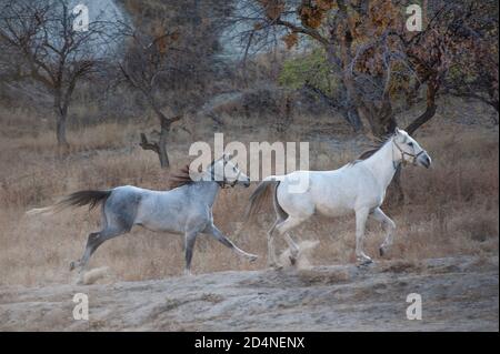 Cappadocia, Turchia. 8 Novembre 2017 cavalli del Lucky Horse Ranch corrono selvaggi nella Valle di Gorkundere vicino a Goreme, Cappadocia, Turchia. Foto Stock