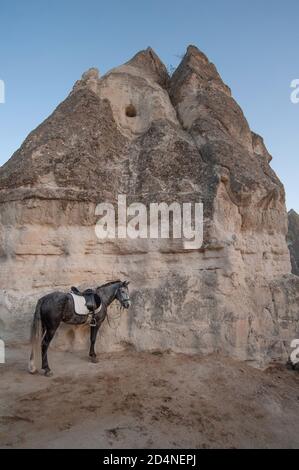 Cappadocia, Turchia. 8 novembre 2017 UN cavallo si è collegato alla roccia vulcanica al Lucky Horse Ranch, Goreme, Cappadocia, Turchia. Foto Stock