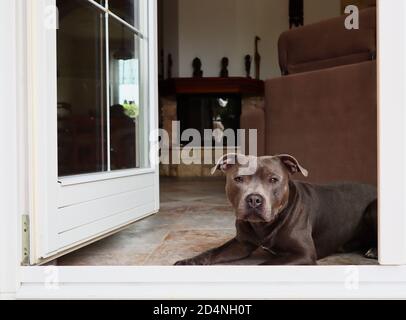 Inglese Staffordshire Bull Terrier sdraiato all'interno di fronte alla porta. Il Blue Staffy riposa nel soggiorno e guarda all'esterno. Foto Stock