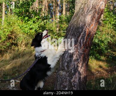 Divertente Border Collie con aspetto pazzo salta con la sua Paw on Tree Trunk durante il giorno di autunno soleggiato. Adorabile cane bianco e nero nella foresta. Foto Stock