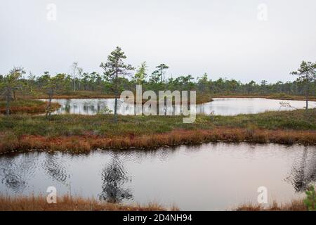 paesaggio con laghi paludosi in autunno Foto Stock