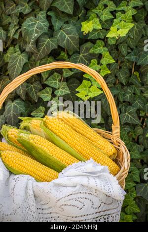 Mais fresco sulla pannocchia nel cesto di vimini. Pannocchie di mais non trattate. Verdure di mais fresche in cestino. Mais raccolto in paniere di vimini, spighe di mais appena raccolte ou Foto Stock