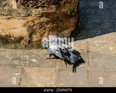 stork nel nido, foto digitale come sfondo Foto Stock