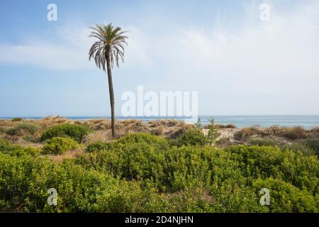 Protetto costale sabbia dune vegetazione a Calahonda, Costa del Sol, Andalucia, Spagna. Foto Stock