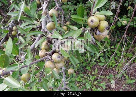 Pero selvatico (pirata) primo piano in località Pascaredda, Calangianus, Sardegna, Italia Foto Stock