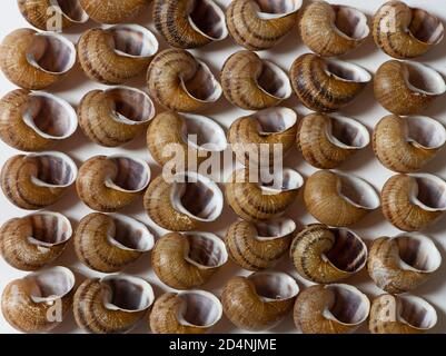 Gusci di lumache di escargot vuoti su sfondo bianco Foto Stock