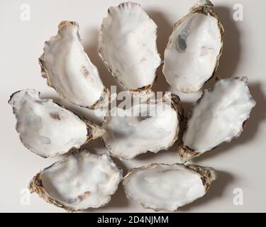 Conchiglie di ostriche vuote su sfondo bianco Foto Stock