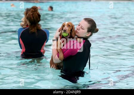 Cheltenham, Regno Unito. 10 ottobre 2020. I cani e i loro proprietari hanno la possibilità di nuotare insieme al Sandford Park Lido, una piscina all'aperto a Cheltenham, Gloucestershire, Regno Unito, l'ultimo giorno della stagione estiva, prima che la piscina chiuda per l'anno. Credit: Thousand Word Media Ltd/Alamy Live News Foto Stock