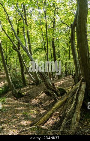 Autunno sole illuminato alberi in bosco con ombre lungo il sentiero e den fatto da rami Foto Stock