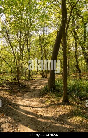 Autunno sole illuminato alberi in bosco con ombre lungo il sentiero Foto Stock