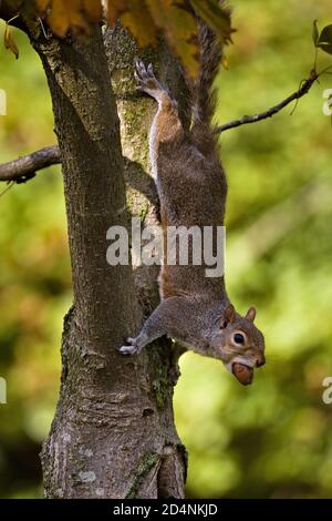 Scoiattolo grigio selvaggio orientale (Sciurus carolinensis) appeso da un albero e mangiare un dado in sole Foto Stock