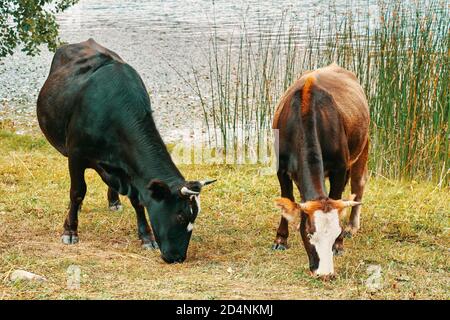 Mandria di mucche. Due mucche stanno mangiando erba vicino al lago. Mucca nera e una marrone con una macchia bianca. Campo con erba presso il lago. Foto Stock