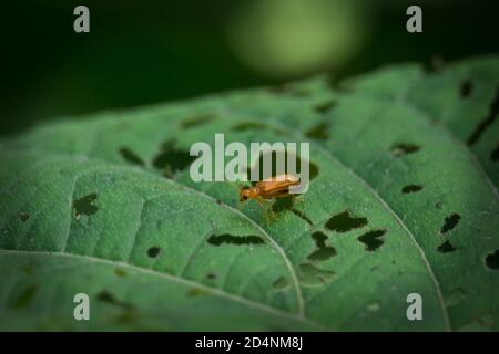 Beetle in natura Stag Beetle (Prosopocoilus astacoides) Foto Stock