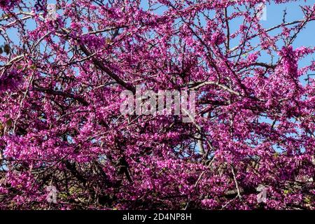 Primavera fiori viola albero di Giuda Cercis siliquastrum arbusti fioriti Foto Stock