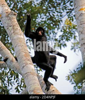 Scimmia ragno peruviana (Ateles camek, alias Black-faced Black Spider Monkey) decollo da un albero. Tambopata, Foresta pluviale amazzonica, Perù Foto Stock