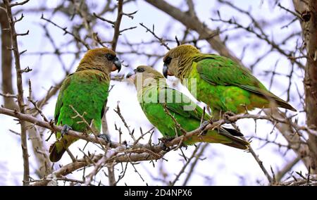 Pappagalli a testa marrone, Kruger NP, Sudafrica (poicephalus cryptoxanthus) Foto Stock