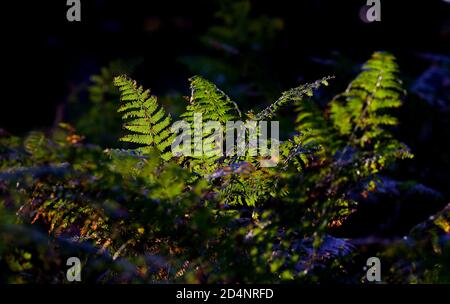 Londra, Regno Unito. 10 ottobre 2020 la prima mattina autunno la luce del sole cade su bracken nel Richmond Park, Londra ovest Andrew Fosker / Alamy Live News Foto Stock