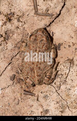 Natterjack toad, Epidalea calamita, sul terreno, Catalogna, Spagna Foto Stock