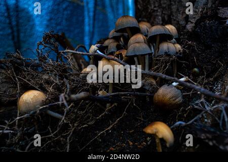 Primo piano di un grappolo di funghi Mica Cap un tronco di albero sradicato Foto Stock