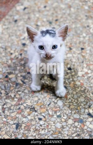 Piccolo e carino gattino bianco con puntini neri appena nati in cattive condizioni Foto Stock