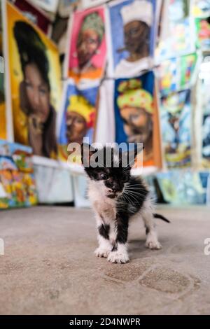 Piccolo e carino gattino bianco con puntini neri appena nati con dipinti sul retro Foto Stock