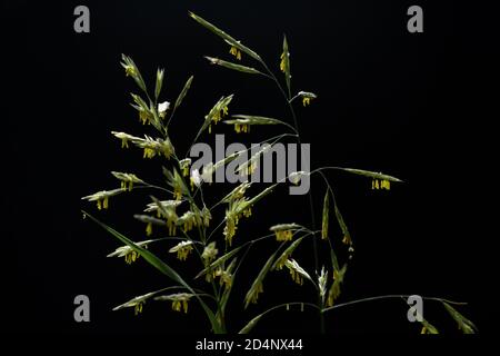 Festuca pratensis. Erbacce. Erba fiorente con semi su sfondo nero. Messa a fuoco selettiva Foto Stock