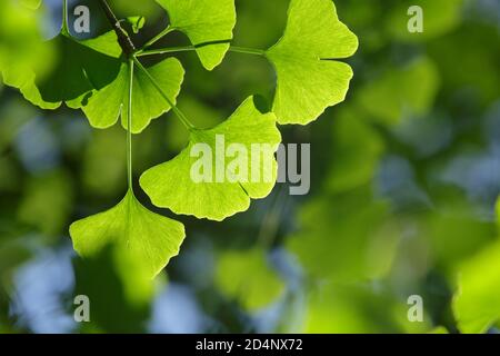 Ginkgo biloba albero. Primo piano: Foglie giovani verdi in luce brillante con uno sfondo sfocato e un cielo blu Foto Stock