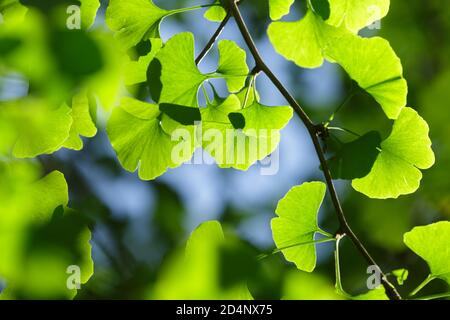 Ginkgo biloba albero. Foglie giovani verdi in luce brillante con uno sfondo sfocato e un cielo blu Foto Stock
