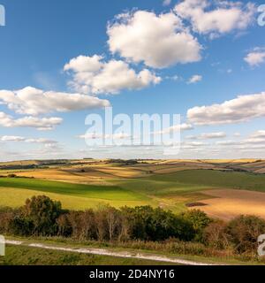 Una vista a nord di Chanctonbury Ring da Cissbury Ring nel South Downs National Park, West Sussex, Regno Unito. Foto Stock