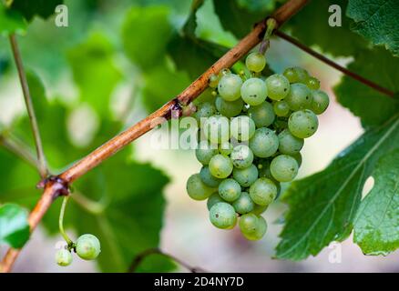 Martin Moran, viticoltore e viticoltore australiano/argentino, raccoglie le uve Chardonnay nei vigneti della sua azienda, i vini di Mordrelle a Lenswood t. Foto Stock